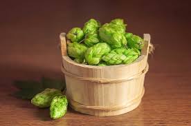 Lúpulos Pellet - Aceite esencial Lúpulos